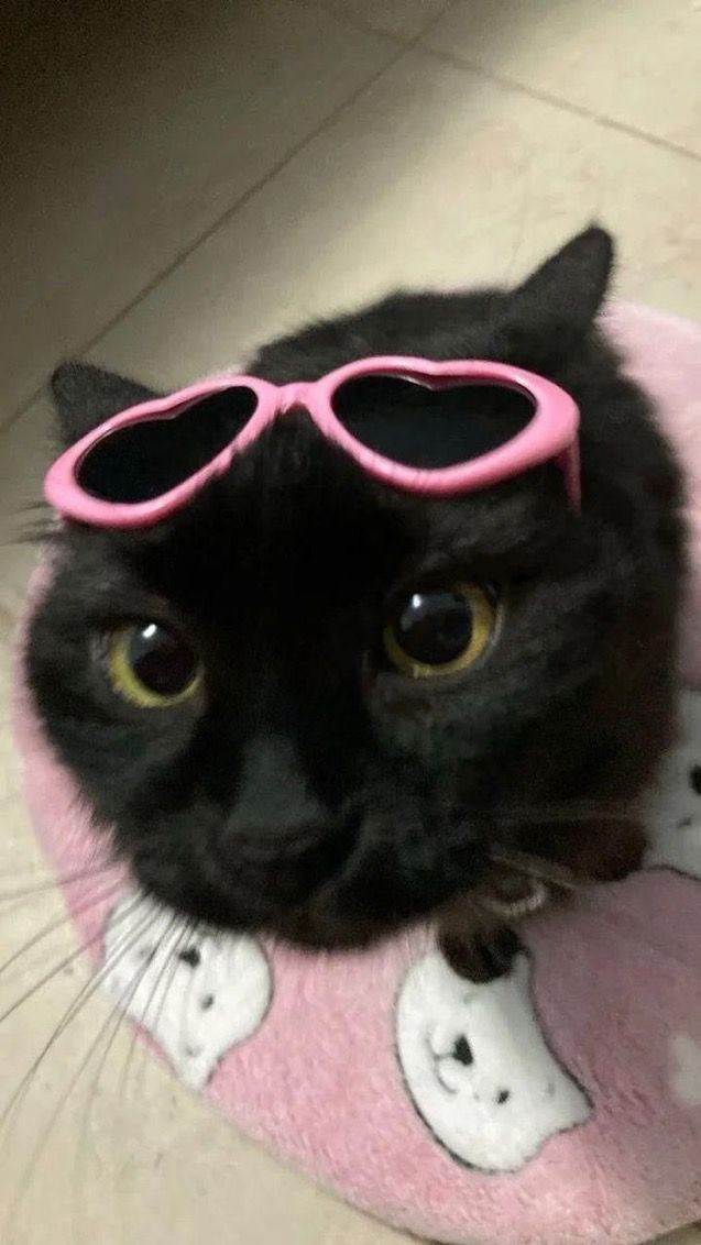 a black cat wearing pink sunglasses on top of a rug