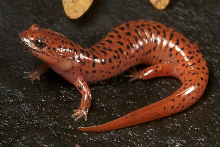 an orange and black spotted gecko sitting on top of a table next to two bananas