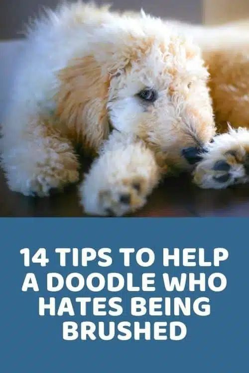 a white poodle laying on top of a wooden floor next to a blue background