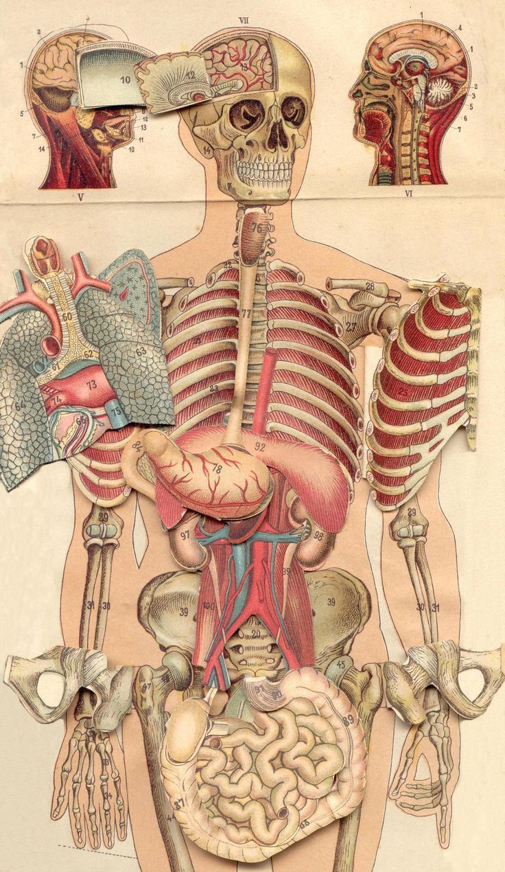 an illustration of the human body and its organs