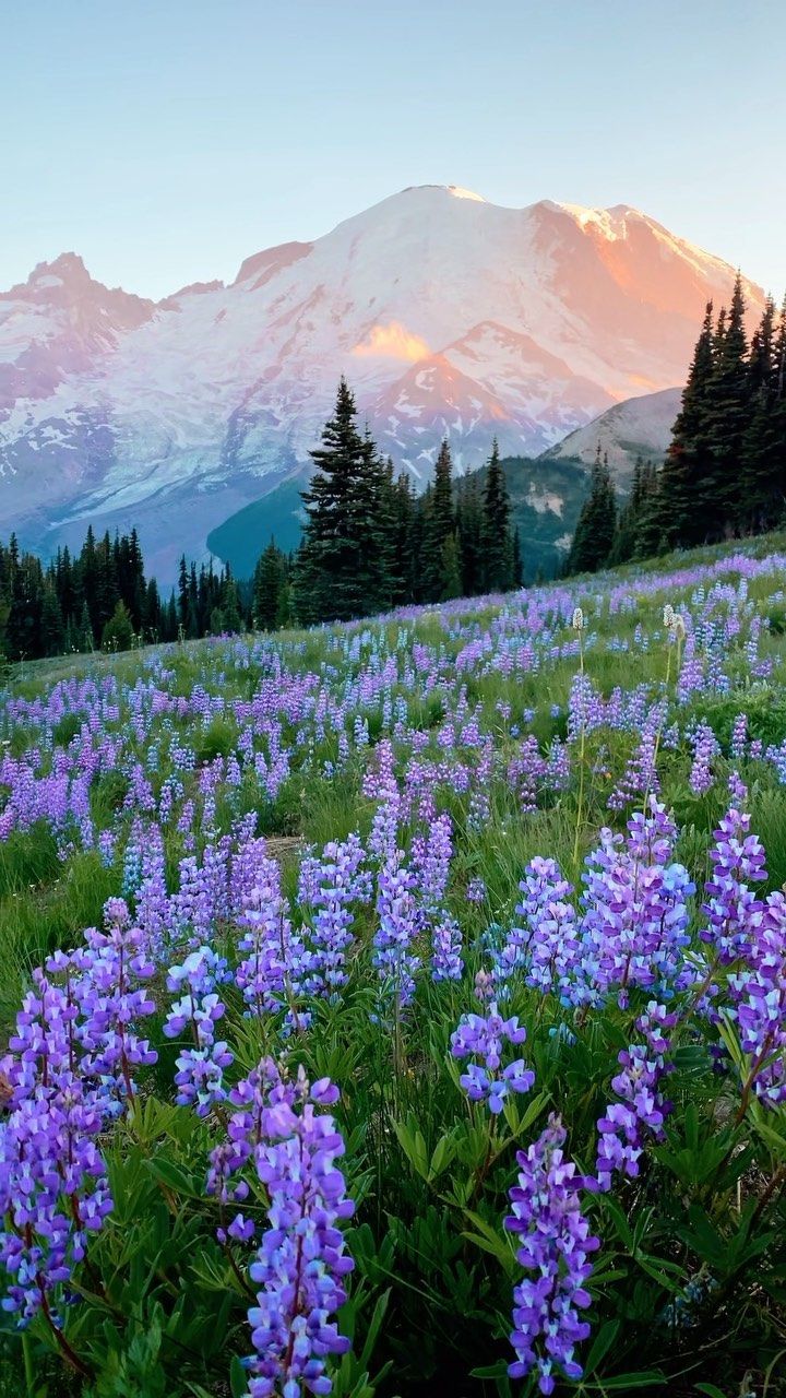 wildflowers in the foreground with a mountain in the background