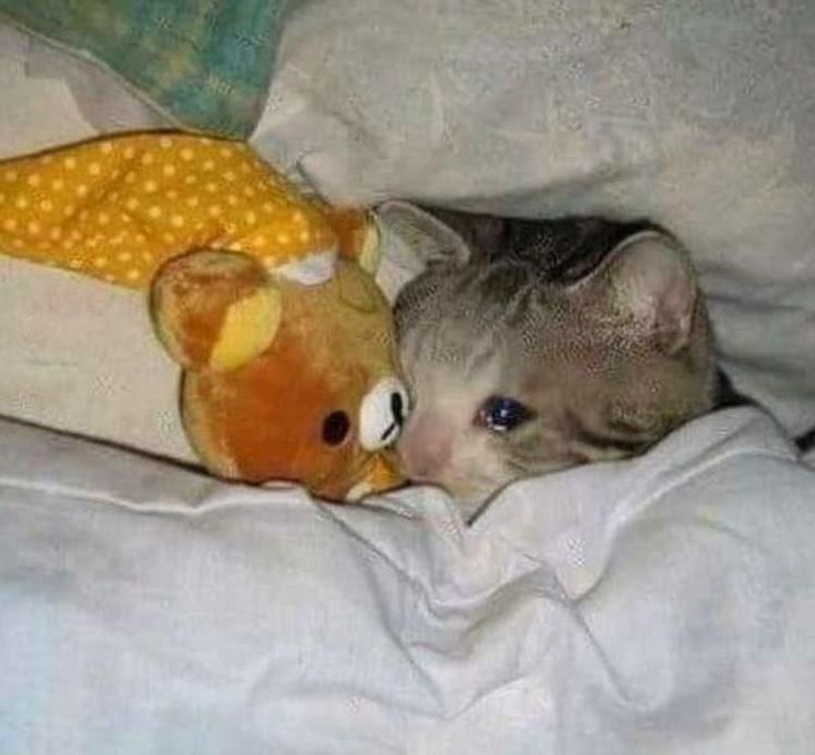 a cat laying in bed next to a stuffed animal