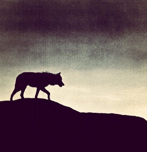 a lone wolf standing on top of a hill