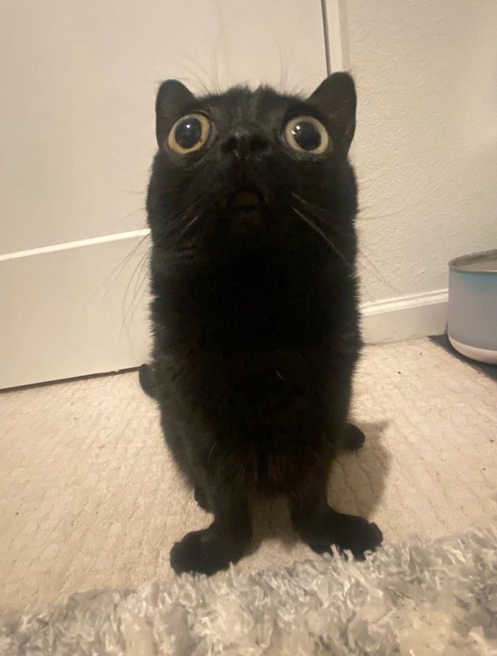 a black cat with big eyes sitting on the floor in front of a white door