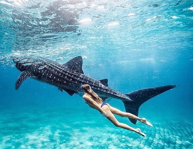 a woman is swimming with a whale in the ocean