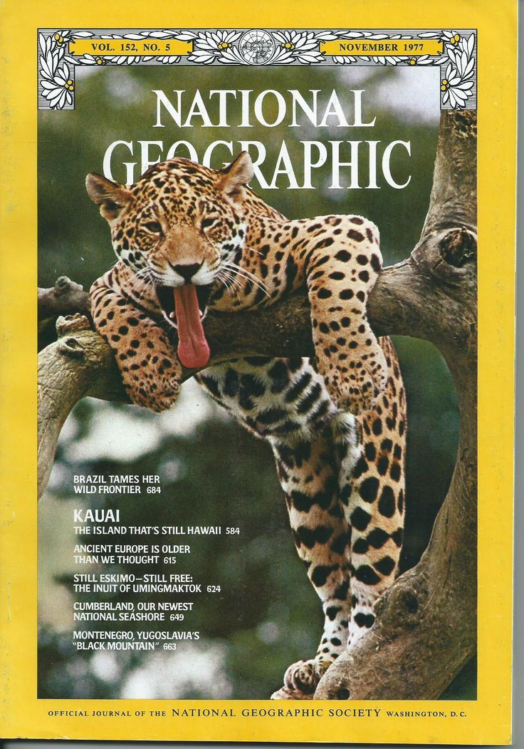 the front cover of national geographic magazine showing a leopard on a tree branch