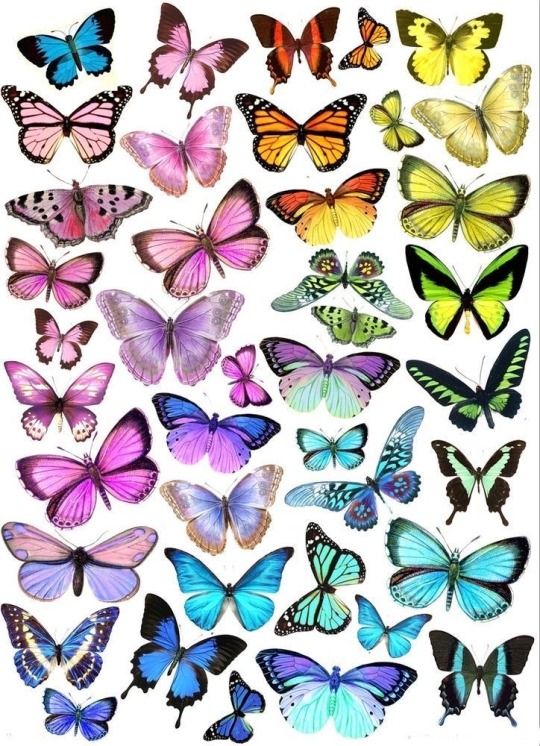 a bunch of different colored butterflies on a white background