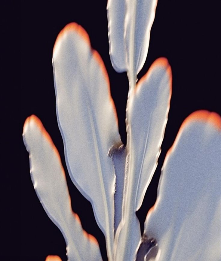 a white flower with orange tips in the dark