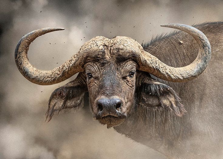 an animal with very large horns standing in the dirt and dust, looking at the camera