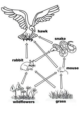 an animal diagram with words and pictures on it