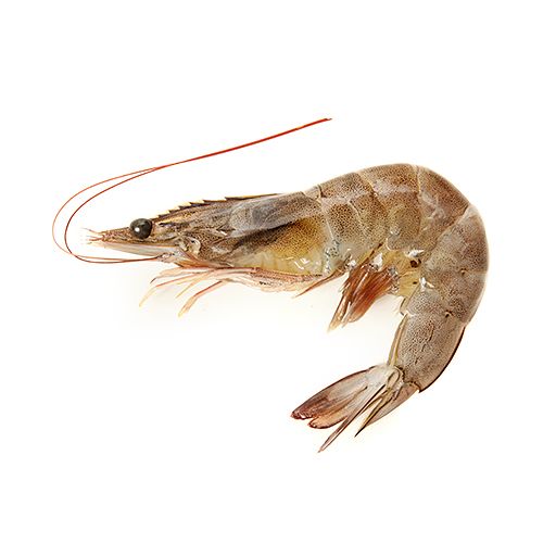 a close up of a shrimp on a white background