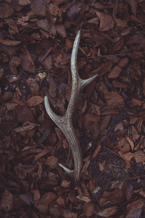 a deer antler laying on the ground surrounded by leaves