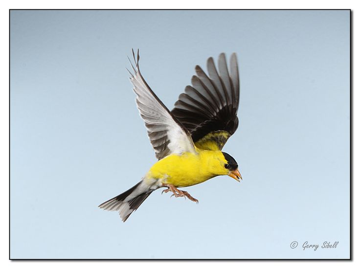 a yellow and black bird flying in the sky