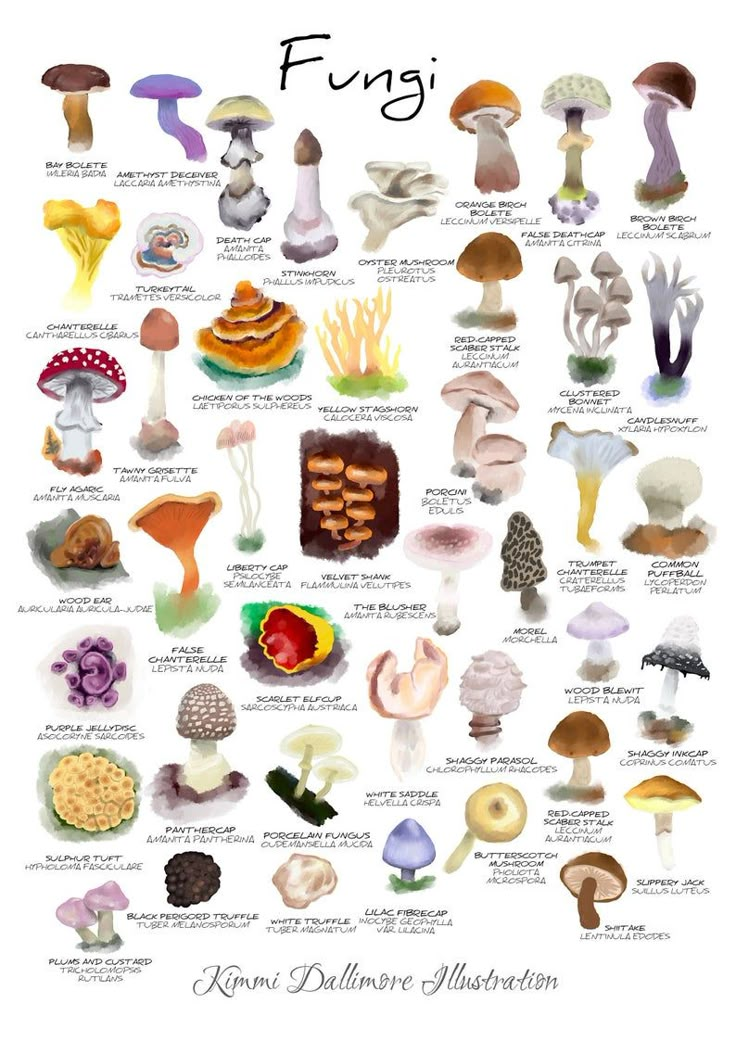 a poster with many different types of mushrooms on it's sides and the words, fun