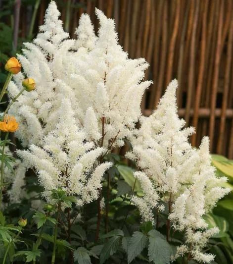 some white flowers are in the middle of green plants and yellow flowers near a bamboo fence