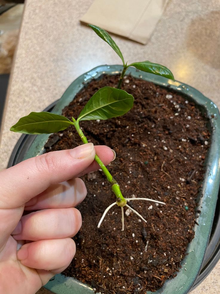 a person holding a plant in their hand with dirt on the ground and soil underneath it