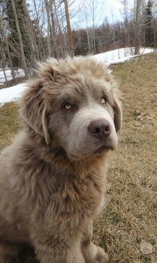 a brown dog sitting on top of a field next to snow covered ground and trees