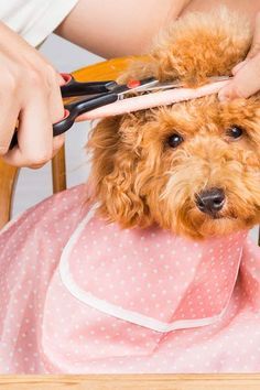 a dog getting its hair cut by a woman with scissors in it's mouth