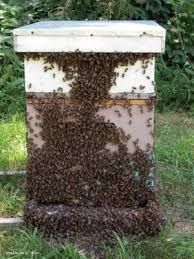 a beehive with the words setting up your first bee hive