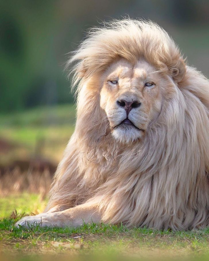 Un fotógrafo inmortaliza la belleza de un león blanco desde todos los  ángulos | Fotos de animales salvajes, Fotografía de león, Animales salvajes  bonitos