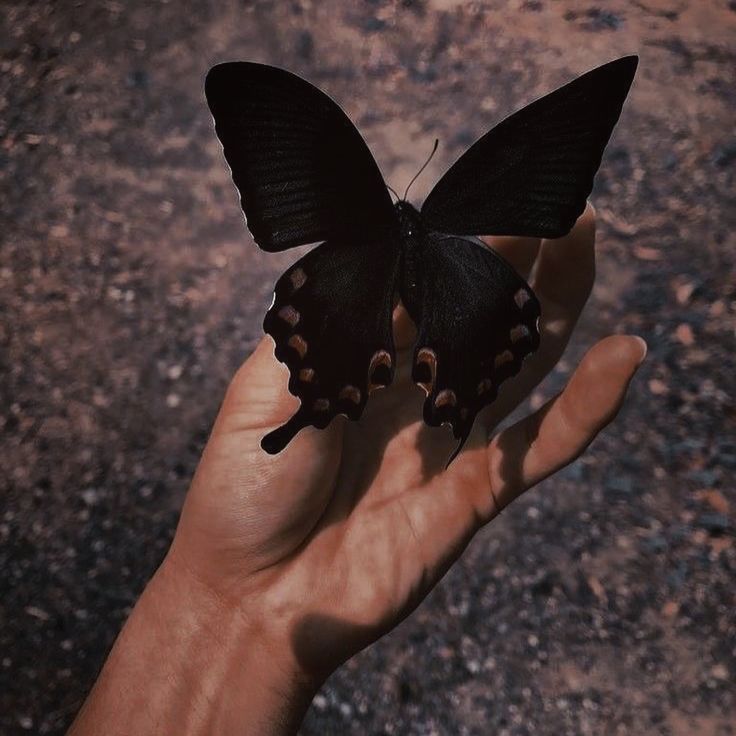 a person's hand holding a black butterfly