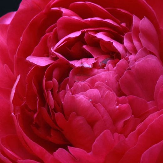 a close up view of the center of a large red peonie flower with water droplets on it's petals