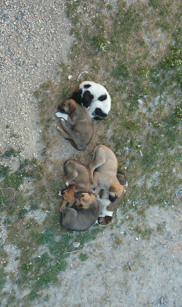 three puppies are huddled together on the grass and gravel, looking up at their mother