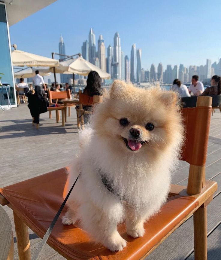 a small white dog sitting on top of a wooden chair next to a cityscape