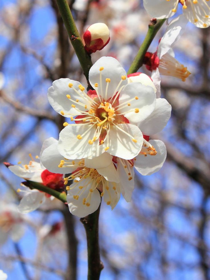 white and red flowers blooming on a tree with blue sky in the back ground