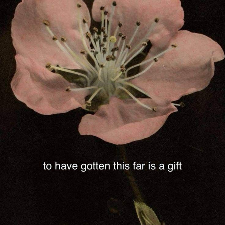 a pink flower with the words to have gotten this far is a gift