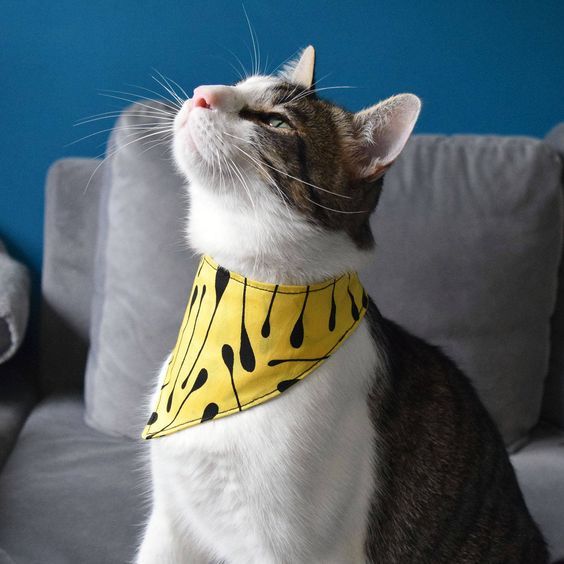 a cat wearing a yellow bandana on top of a gray couch next to a blue wall