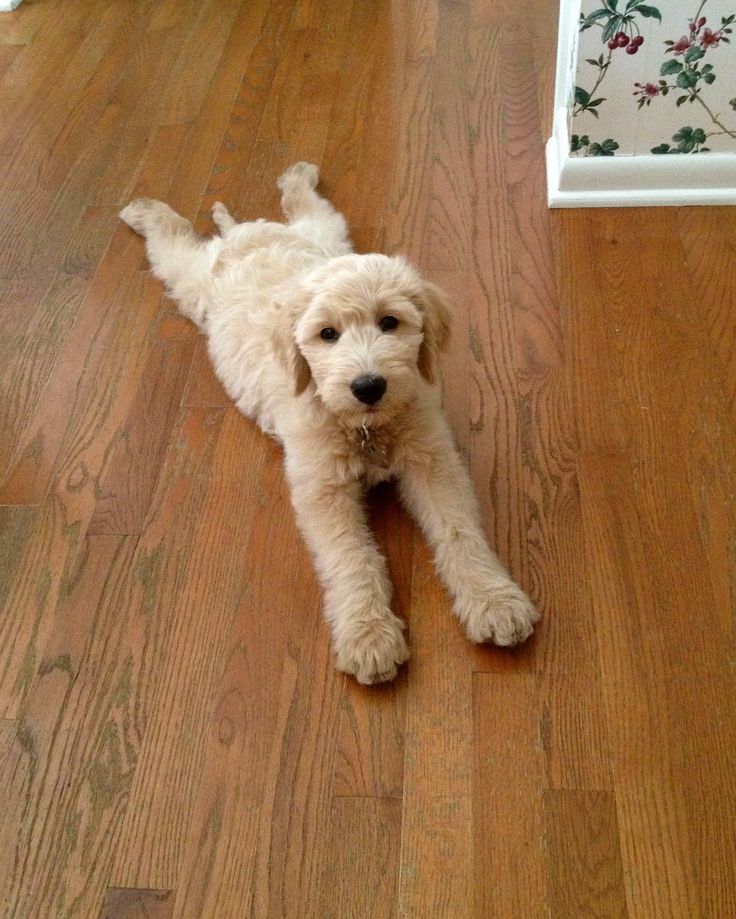 a small white dog laying on top of a wooden floor next to a wallpaper