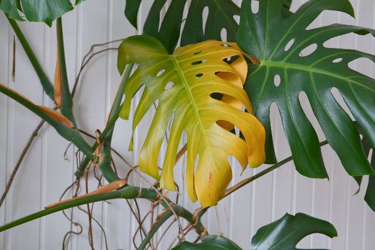 a large green plant with yellow leaves in front of a white wall and wooden paneling