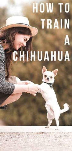 a woman petting a small white dog on top of a cement ground with the words how to train a chihuahua