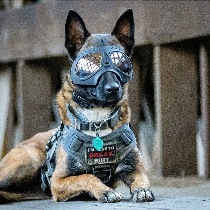 a dog with goggles and a collar laying on the ground