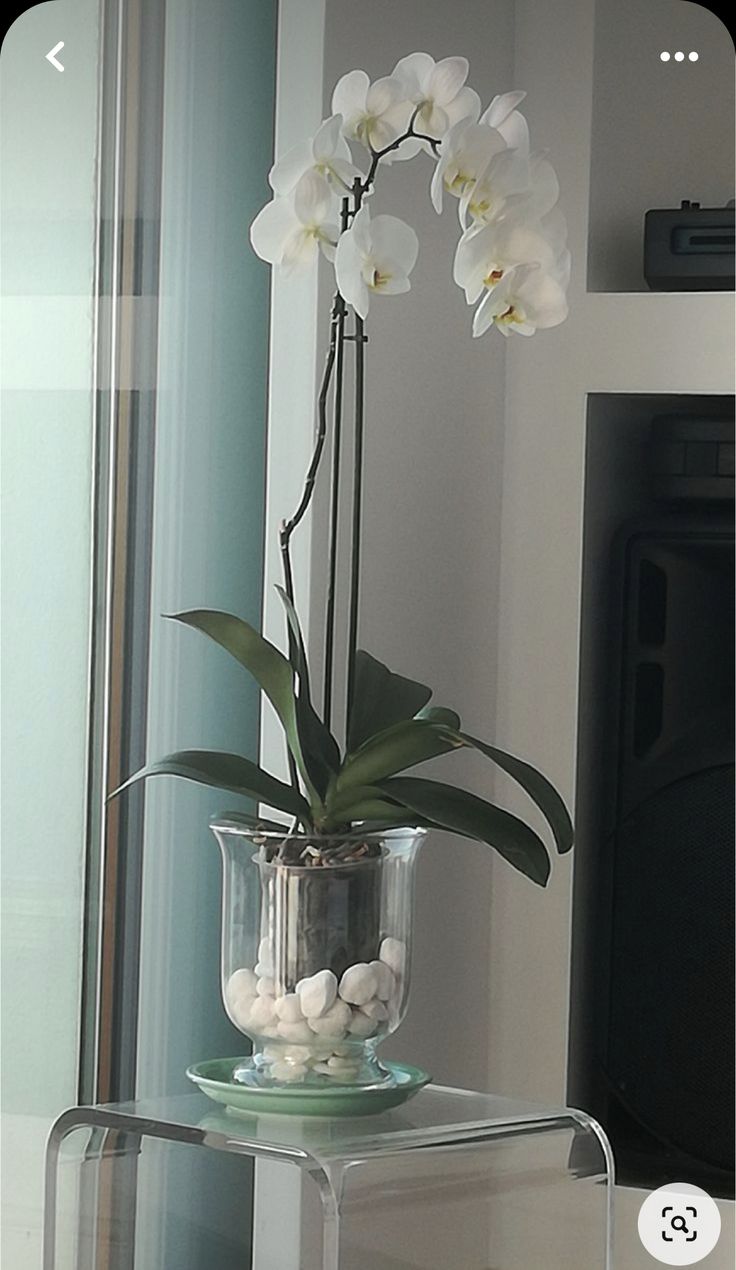 a glass vase with white flowers and rocks in it