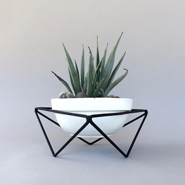 a plant in a white bowl with black metal triangles on the bottom and an aloema growing out of it