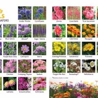 an image of various flowers that are in the same color and size as shown on this poster