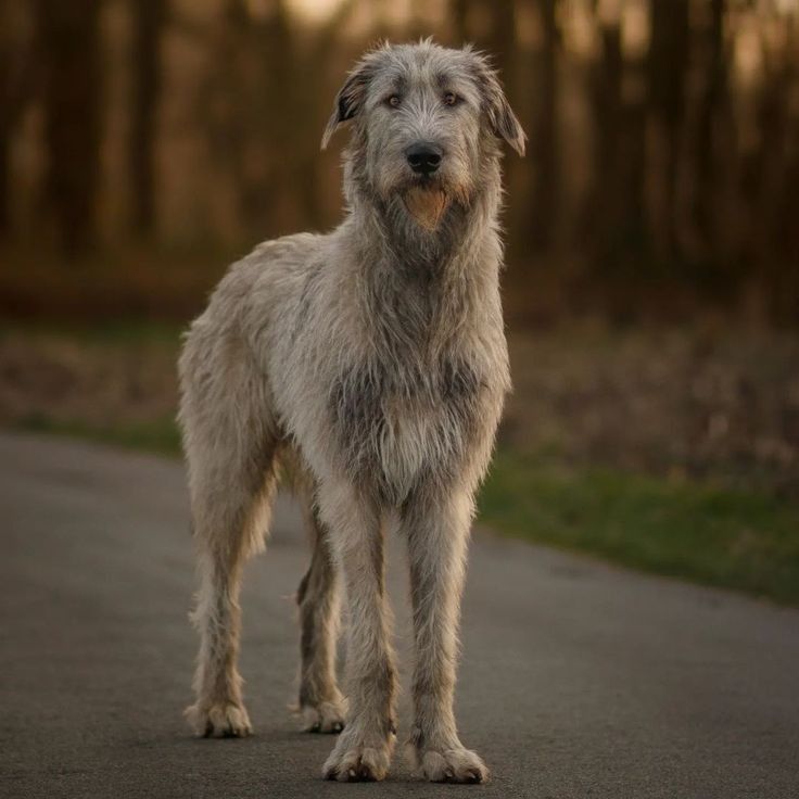 a shaggy white dog standing on the side of a road with trees in the background