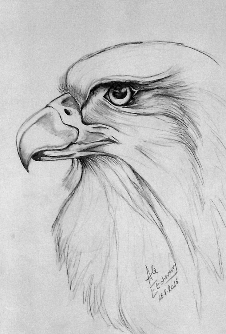 a pencil drawing of an eagle's head