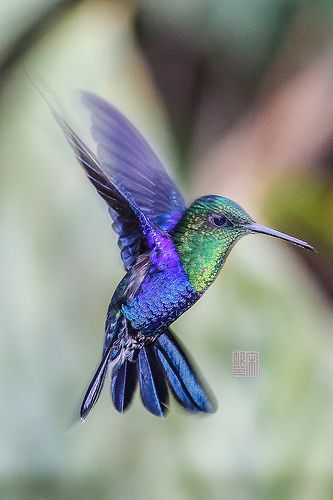 a colorful hummingbird flying through the air