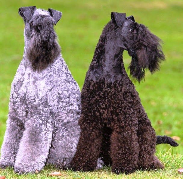 two dogs sitting in the grass with one looking up at the other, both facing opposite directions