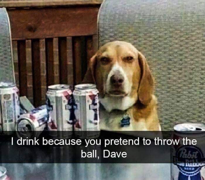 a dog sitting on a chair next to cans of beer