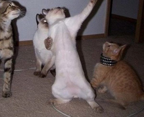 three cats are playing with each other on the floor and one cat is reaching up