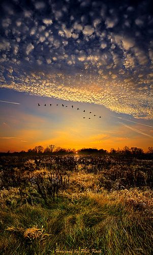 birds flying in the sky over a grassy field