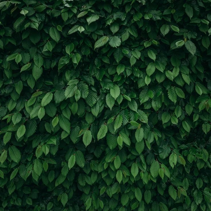 green leaves are growing on the side of a building