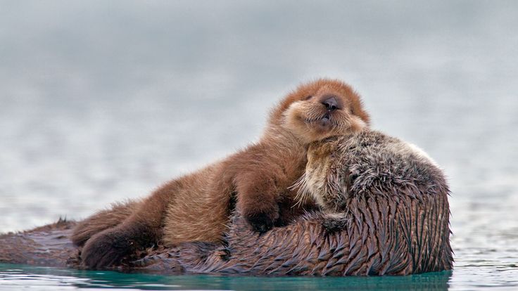 an animal that is laying down in the water with its head on it's back