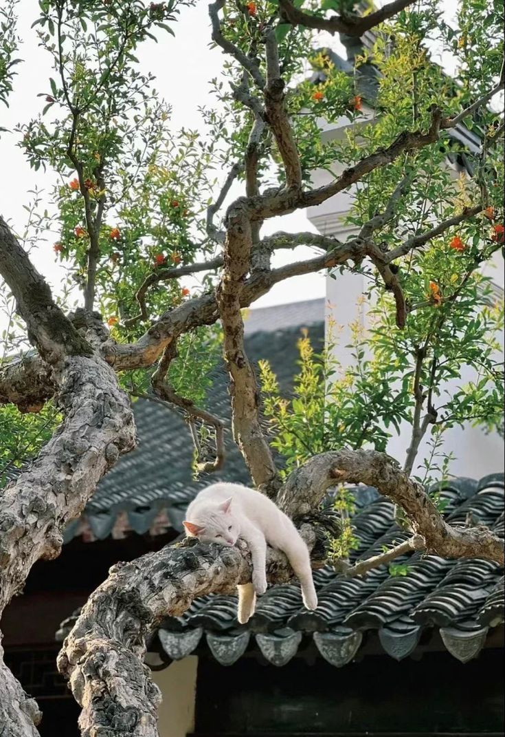 a white cat sitting on top of a tree branch in front of an orange tree