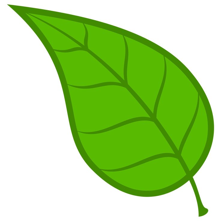 a green leaf on a white background