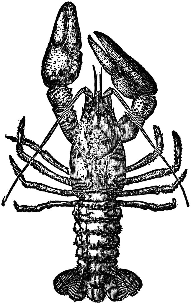 a black and white drawing of a lobster with two large legs, vintage line drawing or engraving